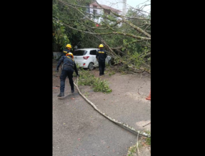 Segundo árbol caído en el barrio La Esperanza de Yopal deja varios vehículos dañados