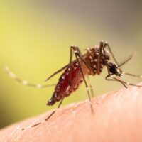 causas-mitos-contagio-dengue