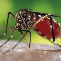 Según la información arrojada por Sistema de Vigilancia Epidemiológica - Sivigila, durante la semana epidemiológica número 21 de 2019, se han reportado 1715 casos de dengue notificados.