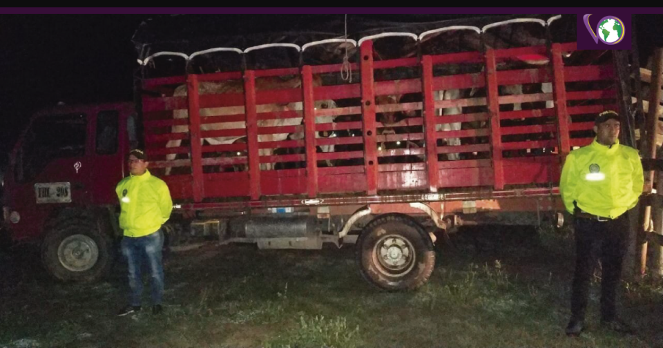 13 semovientes bovinos que habían sido hurtados de una finca en la vereda Nocuito de Yopal, fueron recuperadas en corto tiempo por los uniformados de la policía.